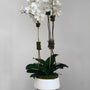 Orchid