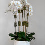 Orchid