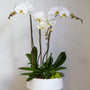 Orchid and succulent arrangement in decorative planter – Adore Floral NYC