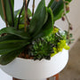Orchid with Succulents