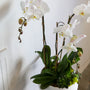 Orchid with Succulents